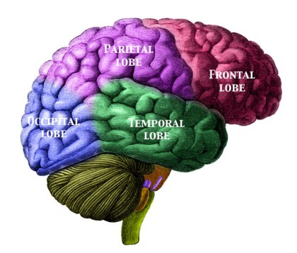 The Human Brain - beware, the temporal lobe is liable to being corrupted by cycling trivia