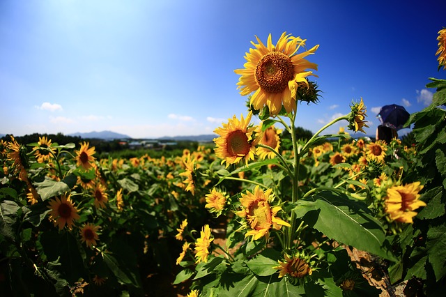 Landscape Nature Flowers Autumn Sunflower Haman